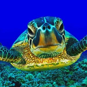 Meet your Posher, Benetric